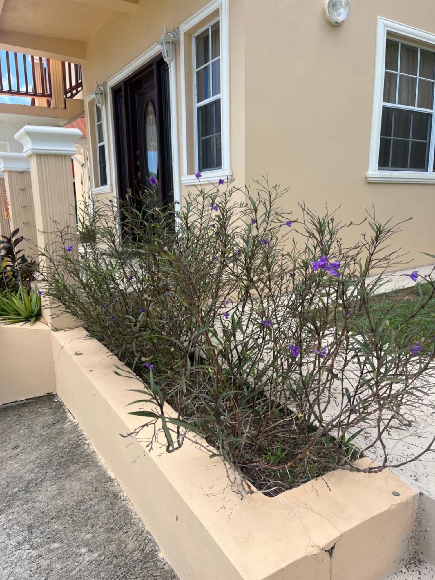 Belle Breeze Haven Leilighet Gros Islet Eksteriør bilde